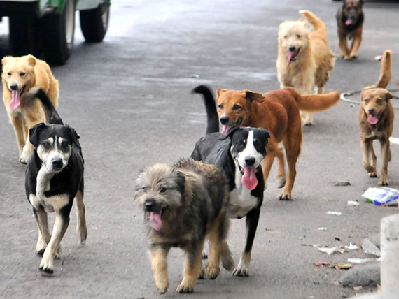 Presentaron un proyecto para crear una nueva ley de protección animal en territorio bonaerense