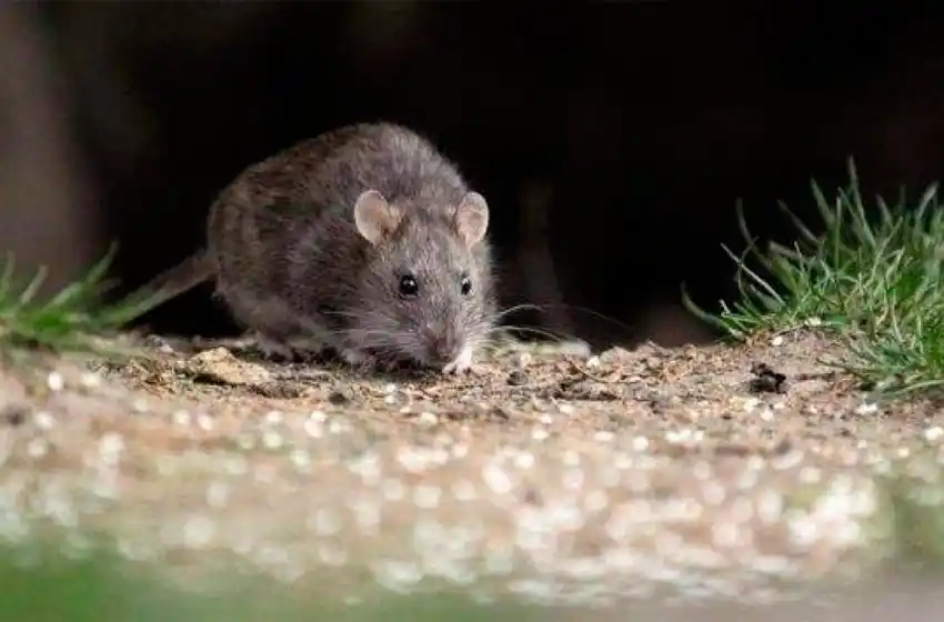 Confirmaron un nuevo paciente con leptospirosis y suman 9 los casos en Rosario