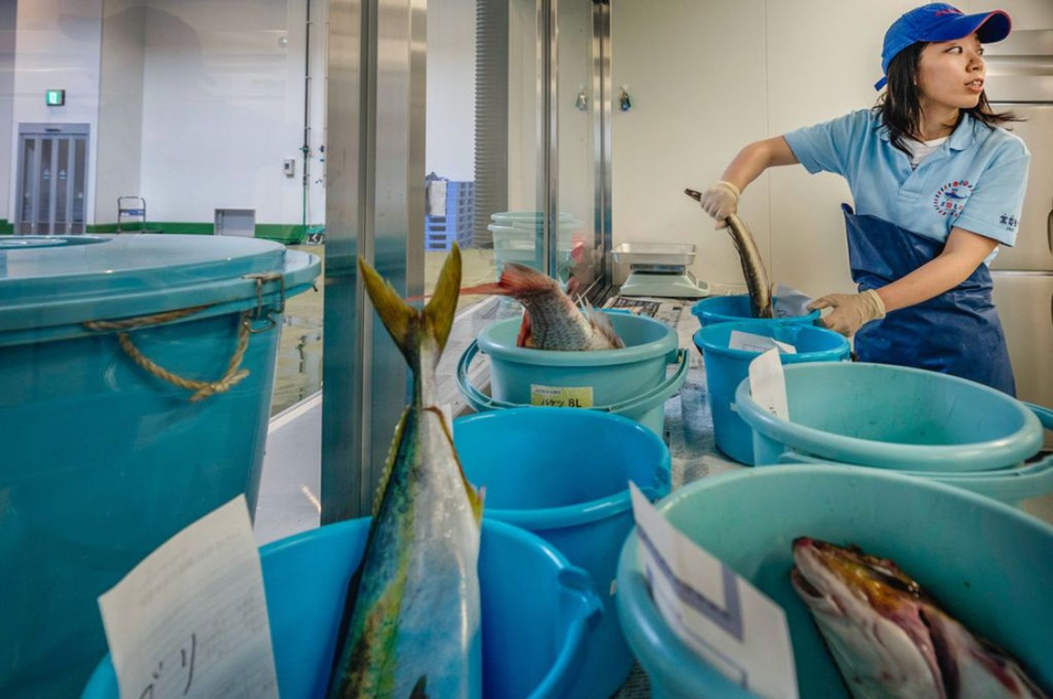 La radiación en los peces de Fukushima supera 180 veces el límite de seguridad