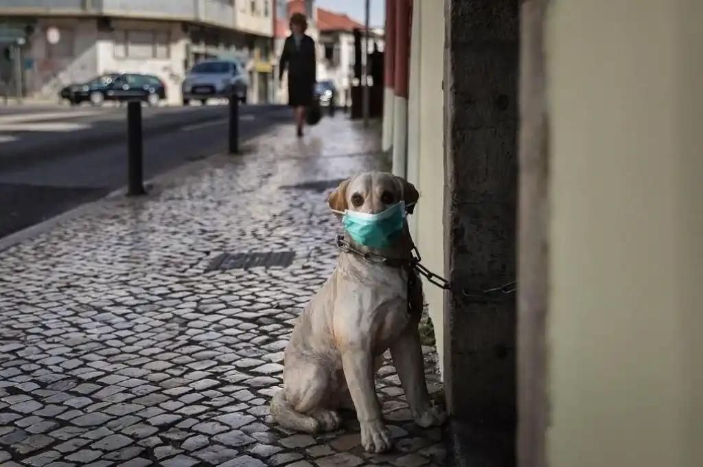 La variante británica del coronavirus afecta a perros y gatos