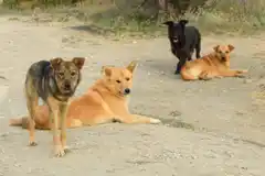 El Movimiento Activista Animal clamó por la intensificación del programa de castración