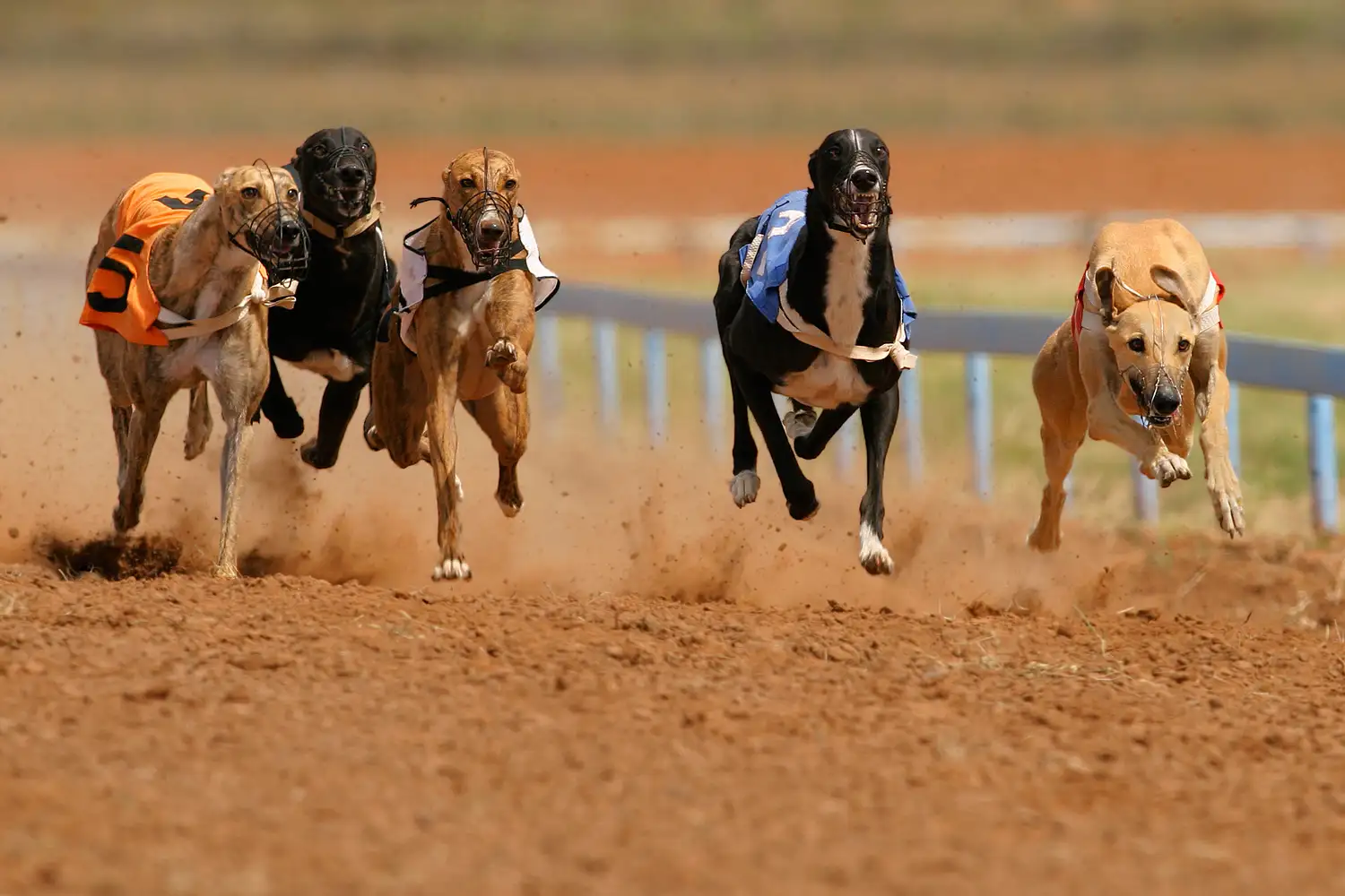 Se aprobó la ley que prohíbe las carreras de galgos