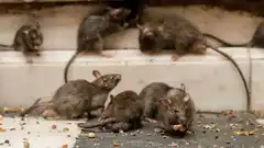 Hantavirus: cuáles son los síntomas, cómo se contagia y cómo prevenirlo