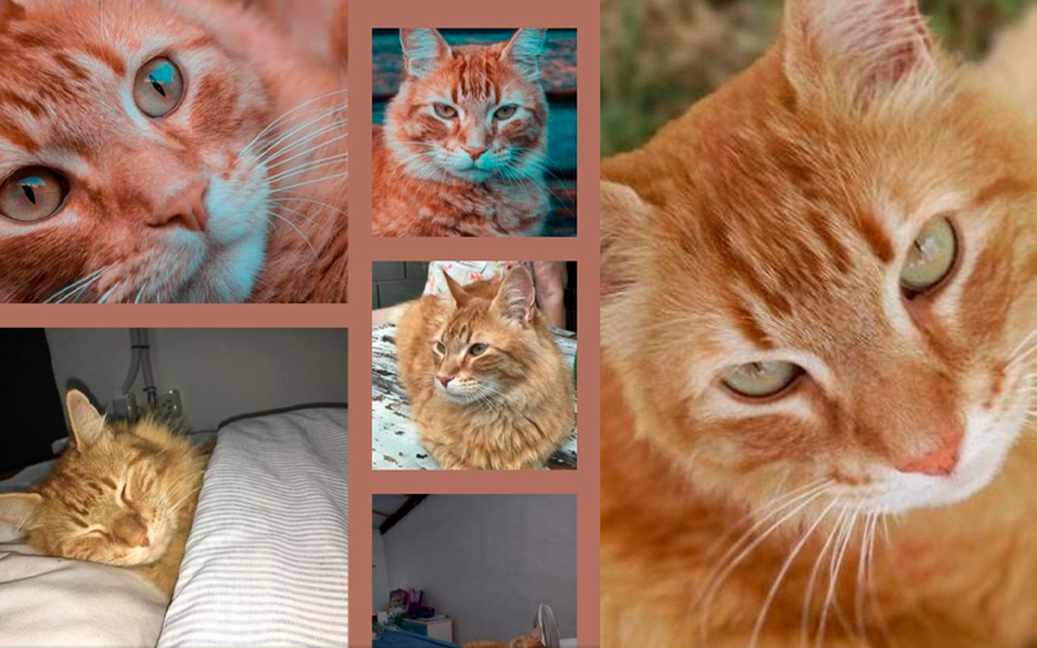 Buscan a este gato naranja
