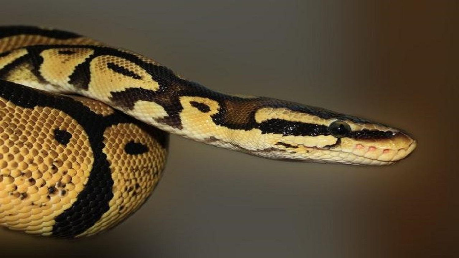 ¡AUNQUE USTED NO LO CREA! En Caracas muere técnico tras ser mordido por una serpiente