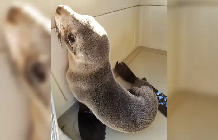 Vicente López: Exitoso rescate a un lobo marino