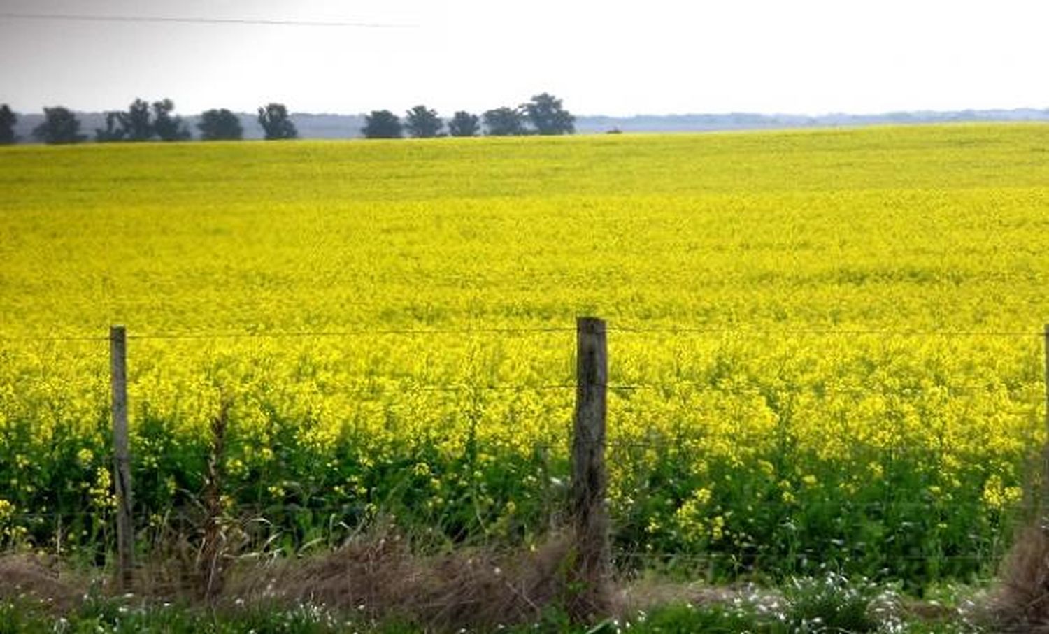 Condición del área de colza y carinata en Entre Ríos