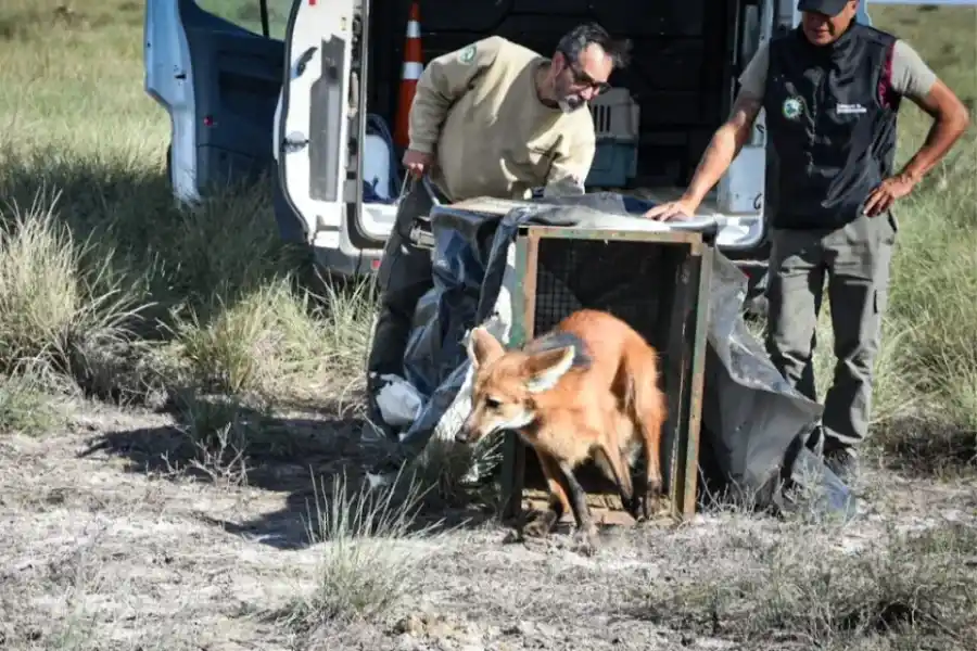 Hallaron a un Aguará Guazú en pleno centro urbano: fue rescatado y devuelto a su hábitat