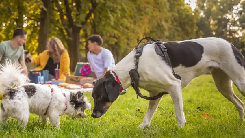 Complejo respiratorio infeccioso canino: la enfermedad de los perros sociables