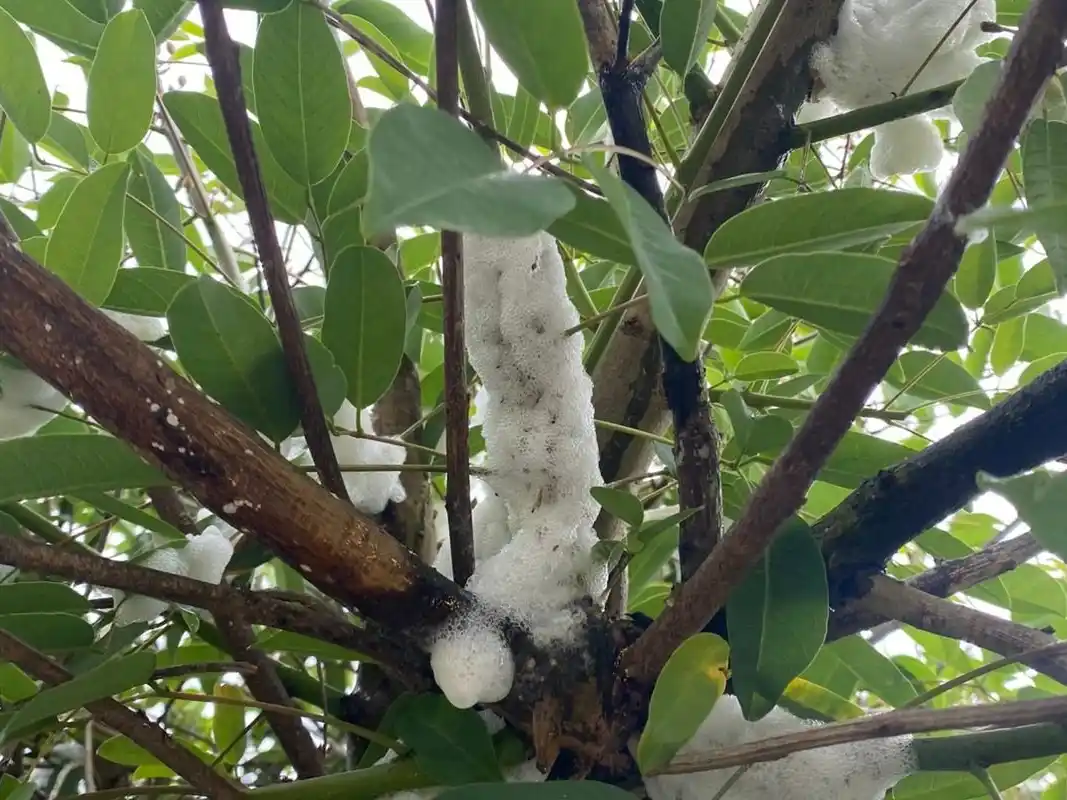 Aparecieron árboles con “espuma” en la ciudad: de qué se trata el fenómeno