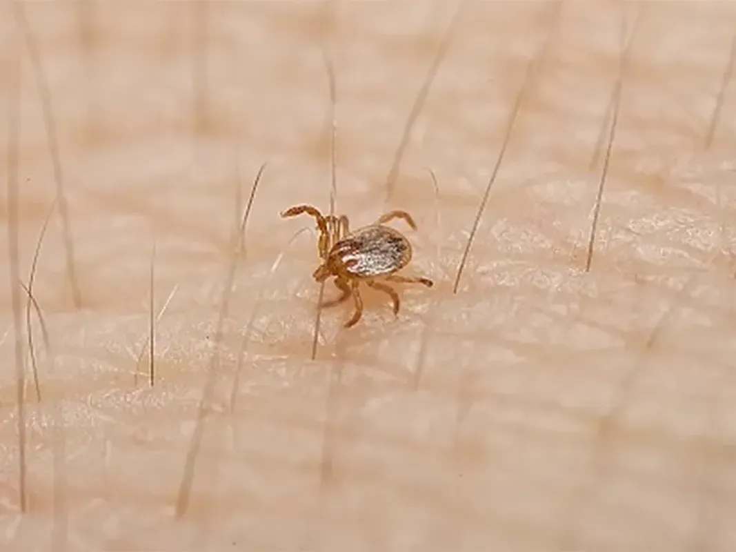 Detectan en Entre Ríos una garrapata potencialmente peligrosa para la salud humana