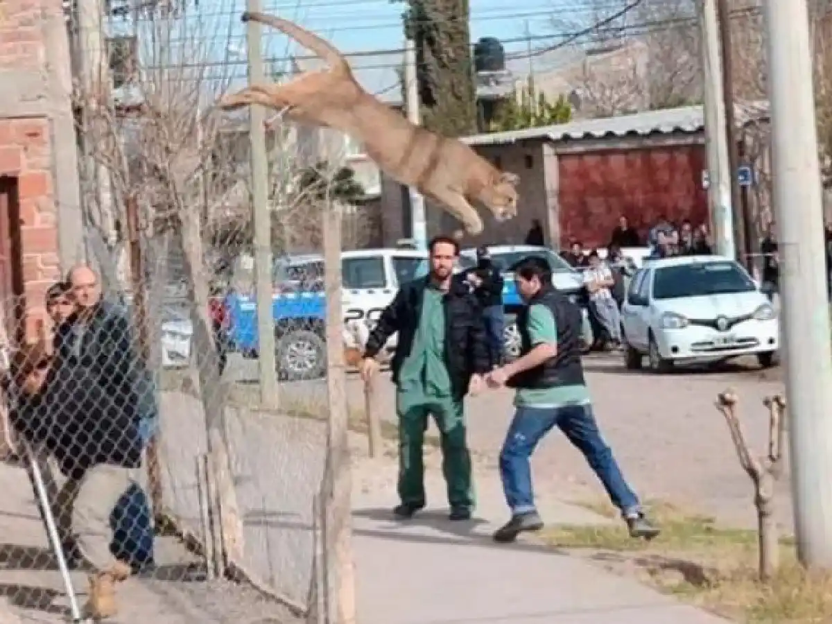 Un puma aterrorizó a un barrio en Neuquén