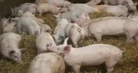 Estados Unidos anunció que la Argentina habilitó la importación de carne de cerdo desde ese país