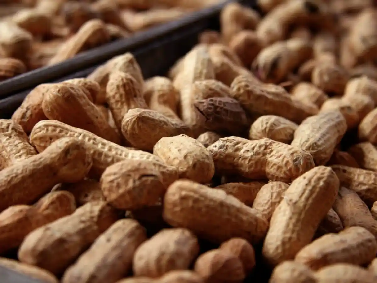 Reintegros a la exportación: la agroindustria cordobesa dejaría de recibir $ 922 millones