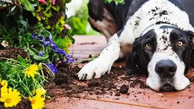 El Rincón del Jardinero - El jardín ideal para vos y tus mascotas