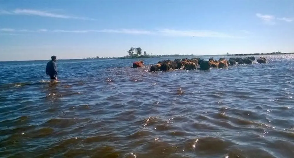 Por las inundaciones, en General Villegas cerraron 58 tambos