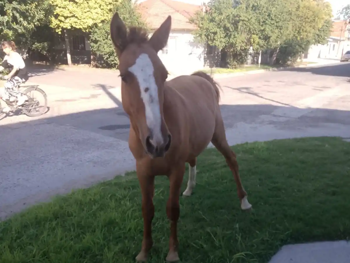 Caballo suelto en calle Riobamba