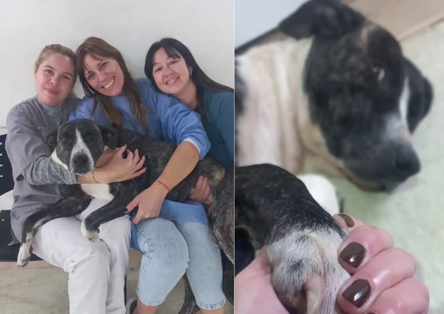 Luli, perra rescatada