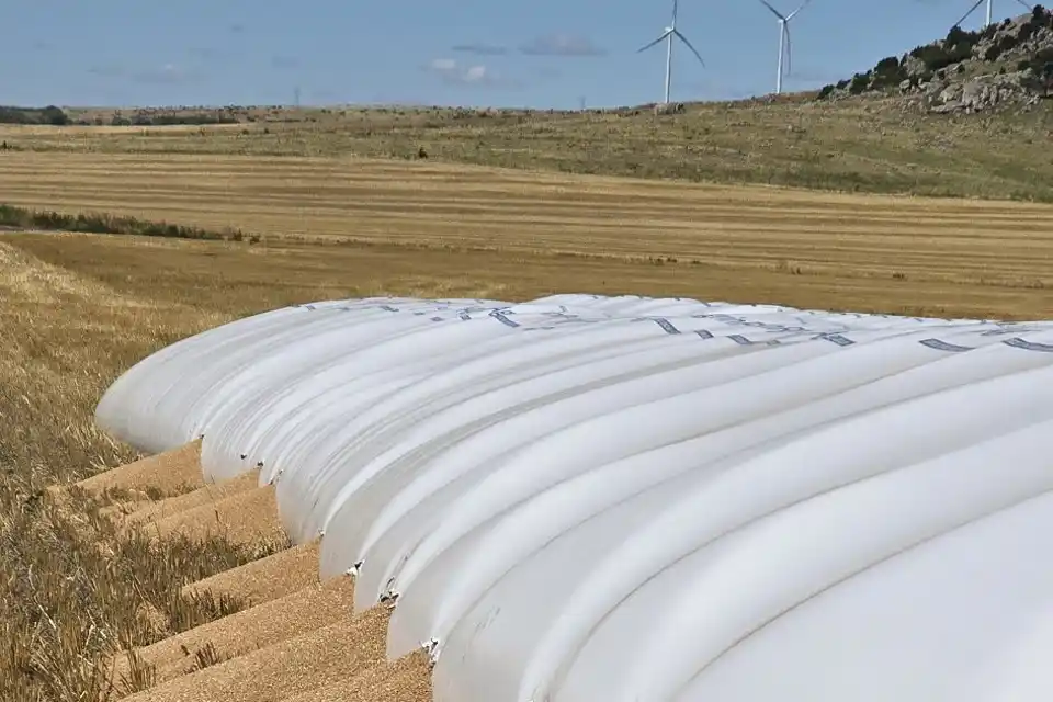 Así quedaron los silobolsas dañados por jabalíes