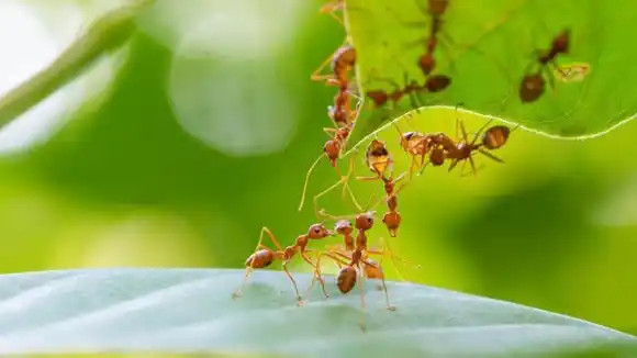 Cómo alejar a las hormigas del jardín sin usar químicos: seis métodos naturales y efectivos