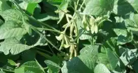 Soja: estudian su genética para mejorar rindes y calidad