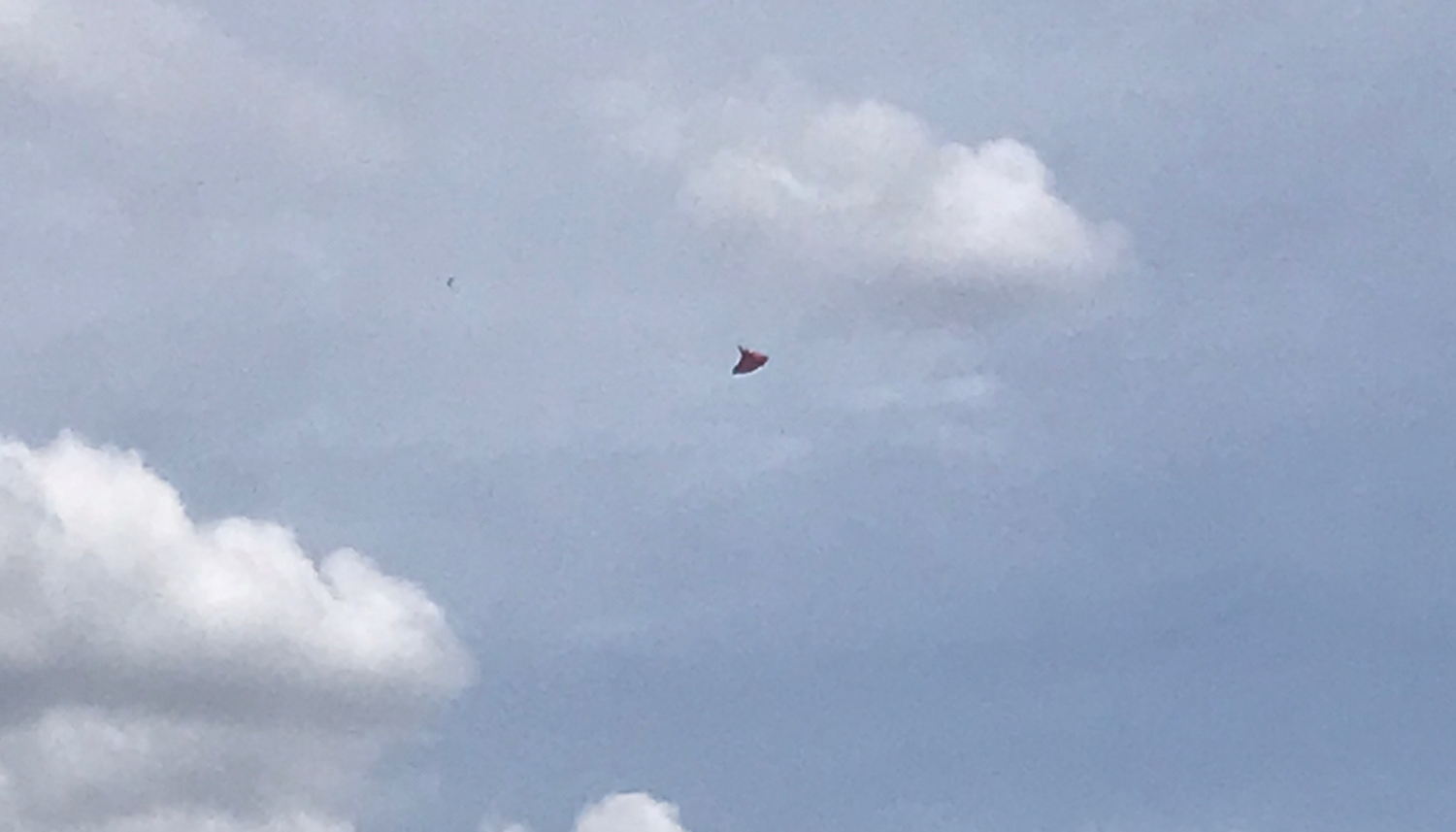 La carpa voladora que remontó y se perdió en el cielo