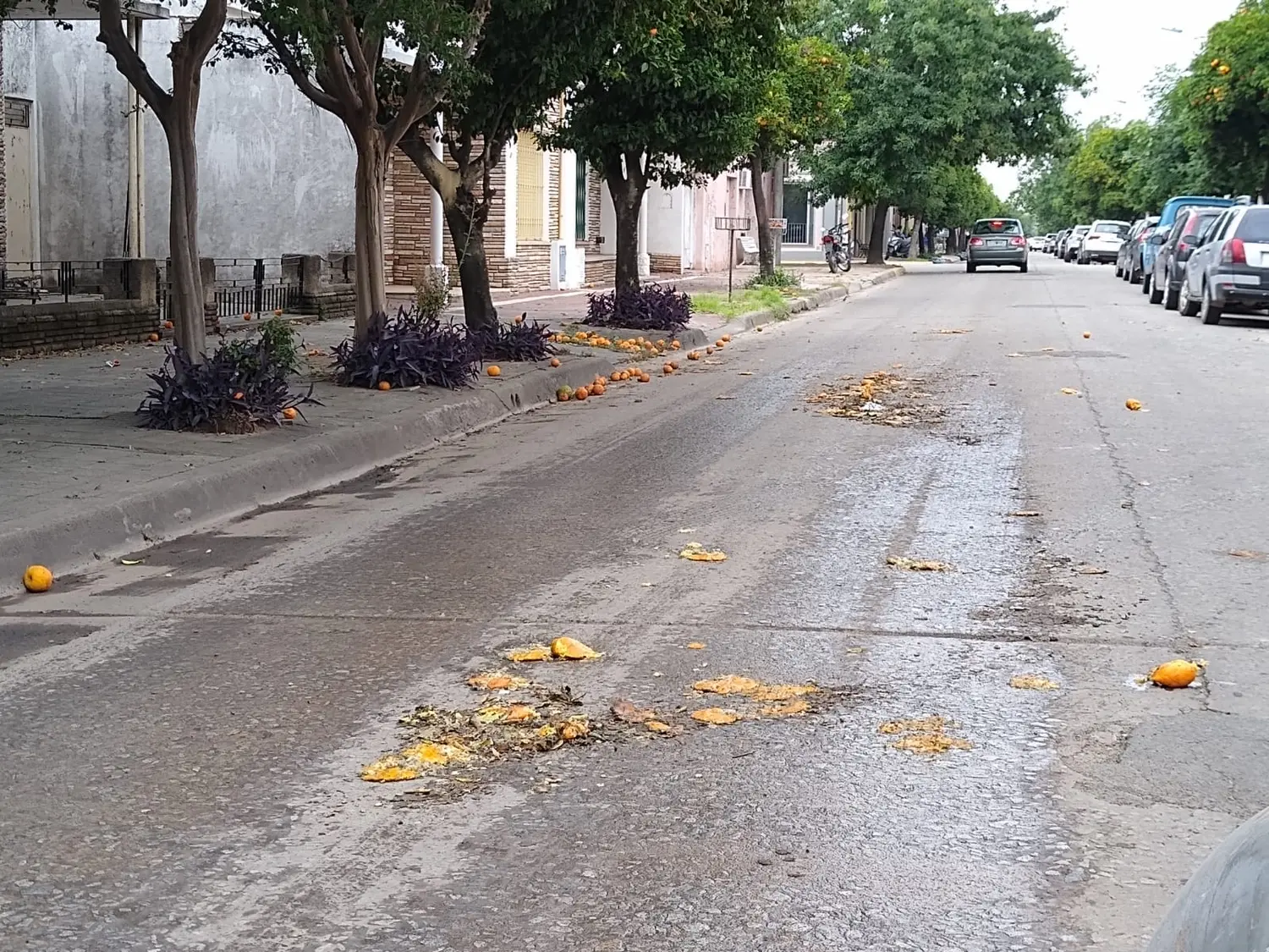 Calle Salta: "¿Y las naranjas"