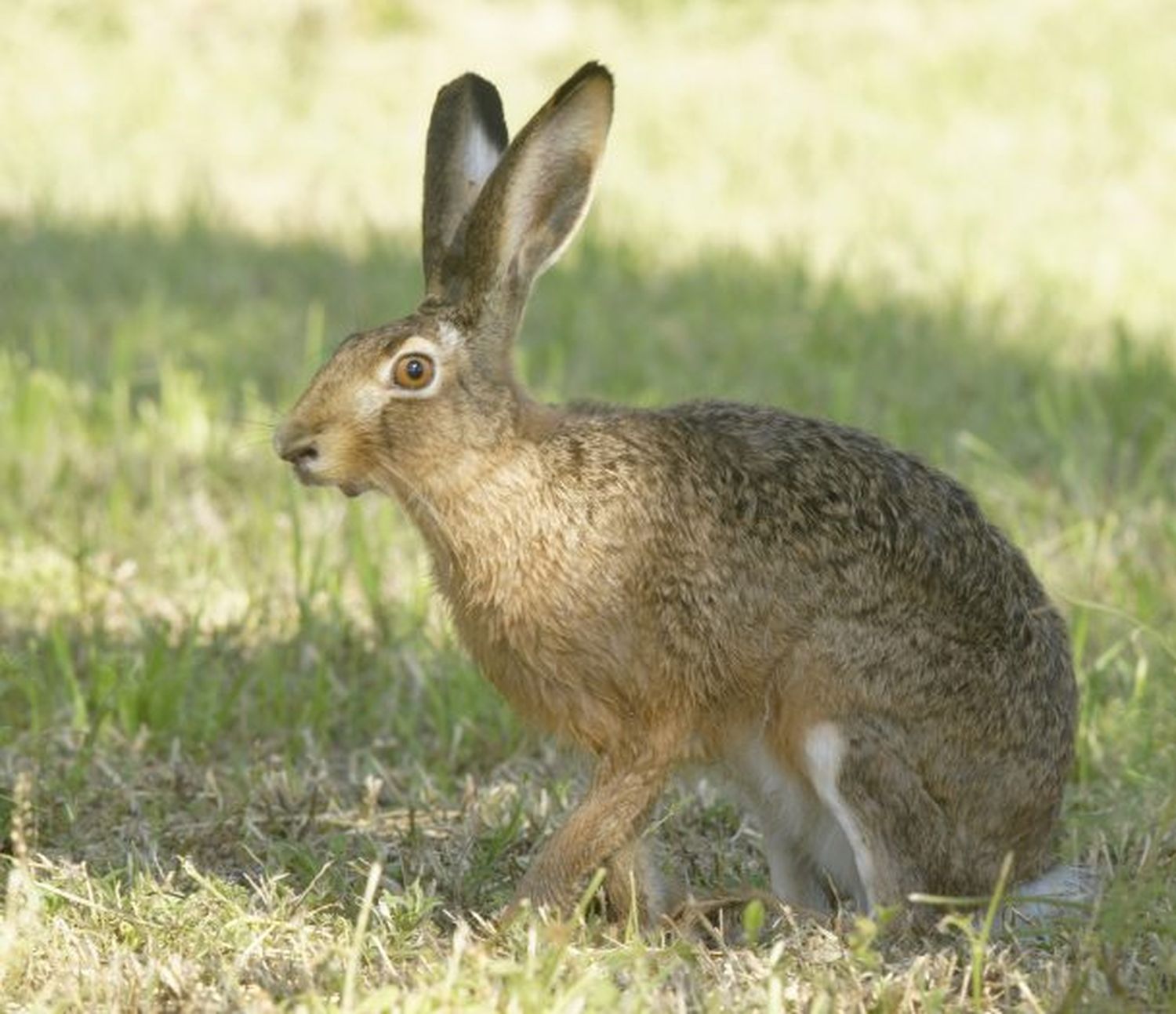 Tres especies de roedores que fueron introducidas