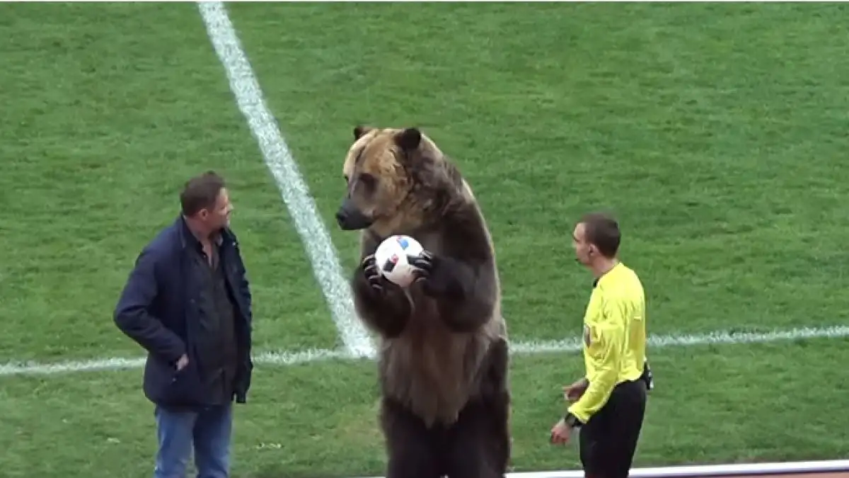 ¡Increíble! Un oso realizó el saque de honor en Rusia
