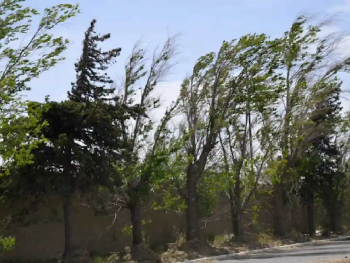 Alerta por vientos fuertes para próximo domingo