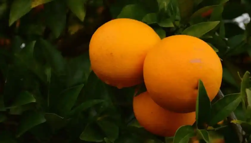 El INTA consiguió un importante avance científicos para frenar una enfermedad letal para los cítricos