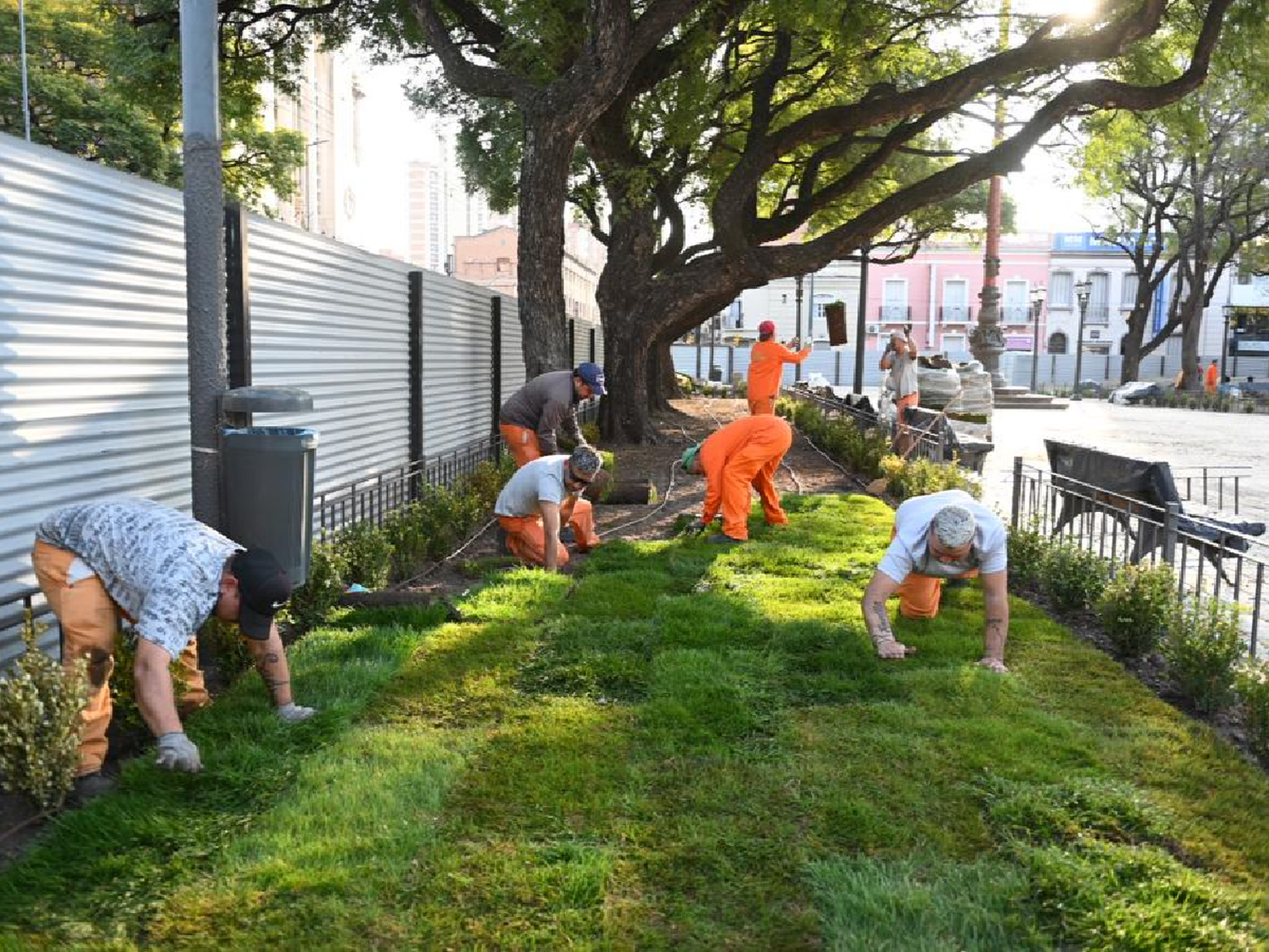 Córdoba: plantan 40 árboles de gran tamaño en la Plaza Colón