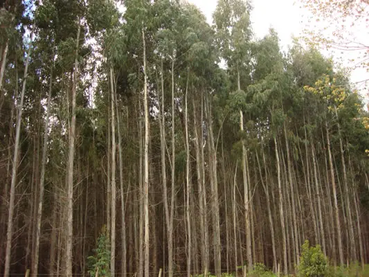 Jornada técnica sobre Eucalyptus