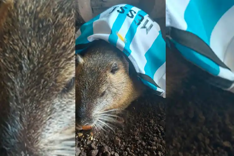 Argentina campeón: Romeo, la nutria de Pueblo Doyle, no falló