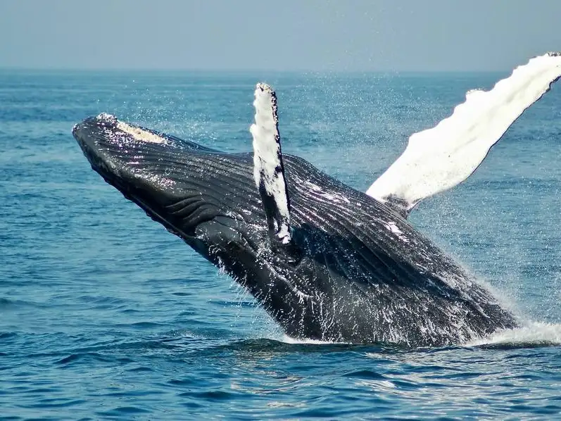 La costa bonaerense fue testigo de apariciones inesperadas de ballenas francas australes