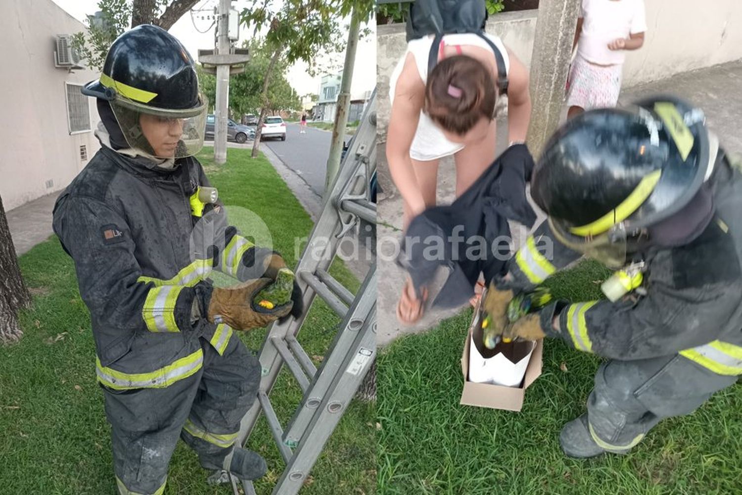 VIDEO | Los Bomberos rescataron a un lorito, que celebró al grito de “vaaamo’ River Plate”