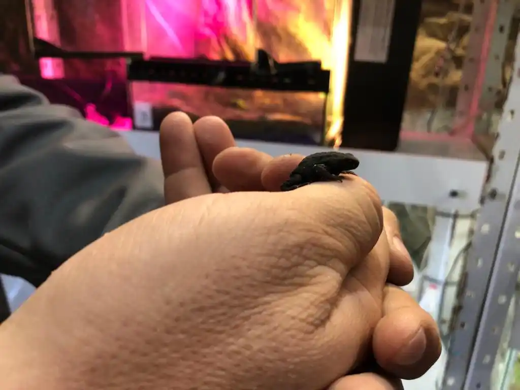 sapito de la sierra 30-09-23 - 4