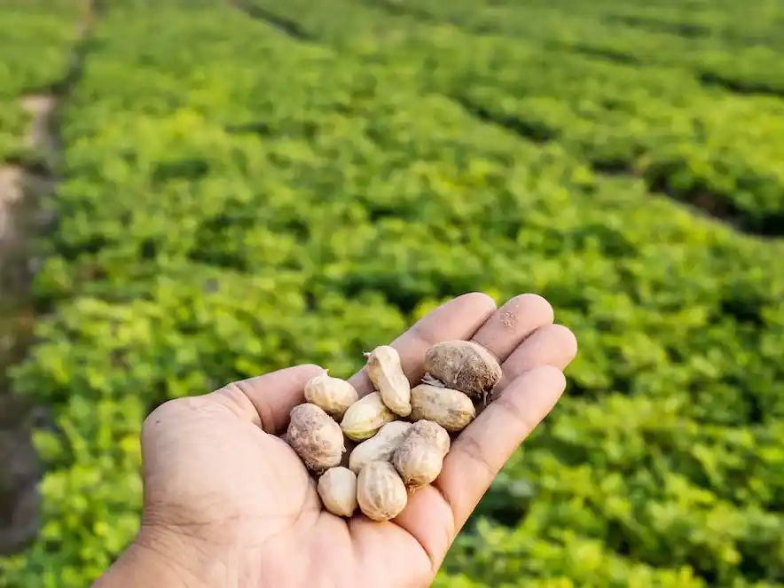 Argentina se posicionó como el mayor exportador de maní del mundo