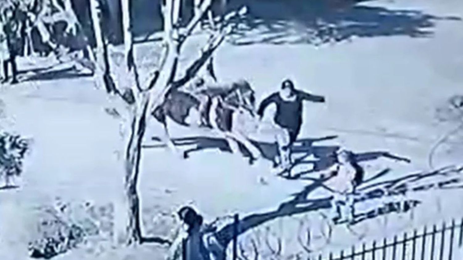 Video: un caballo montado por un niño atropelló a dos mujeres y una está en coma