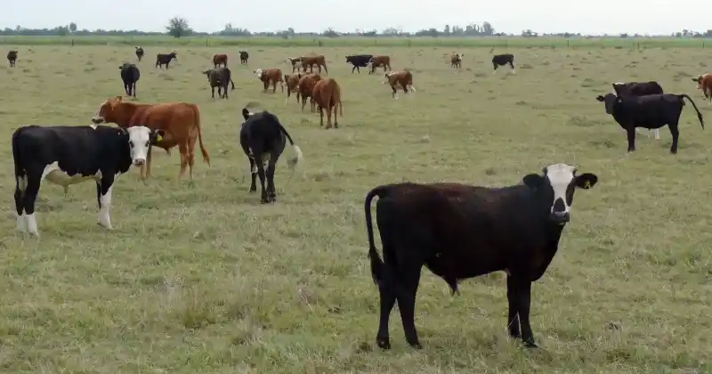 Las lluvias acelerarán la terminación de animales a campo, generando un aumento de la oferta ganadera en las próximas semanas.