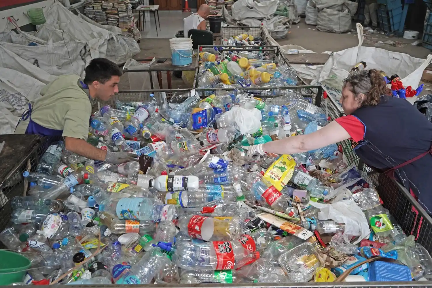 Las botellas plásticas que reciben de los puntos de acopio