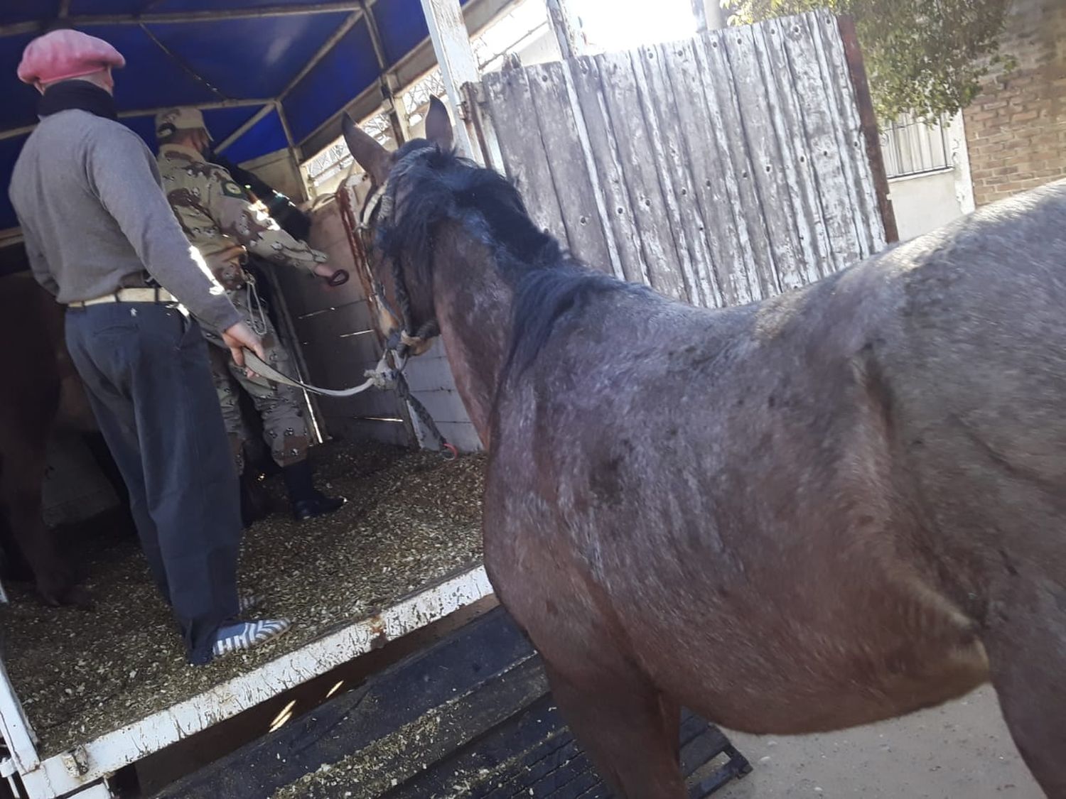 El Municipio retiró 10 del ejido urbano diez caballos que estaban sueltos en la ciudad