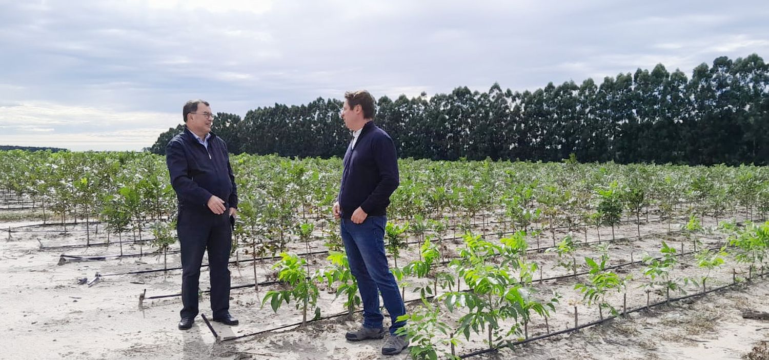 Desarrollo productivo y establecimiento productor de pecan planifican capacitaciones de buenas prácticas agrícolas