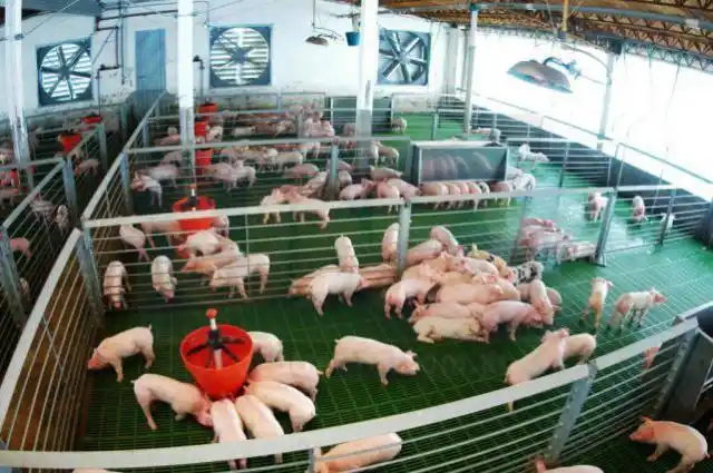 En la última década se triplicó la producción porcina en la provincia