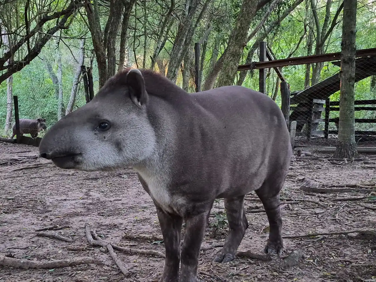 Exitosa liberación de la tapir Paz en la provincia de Formosa