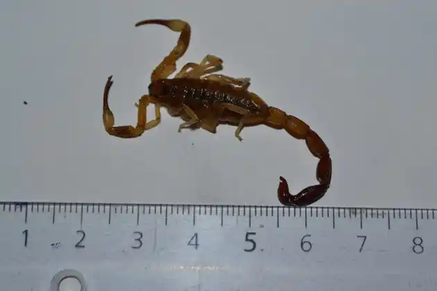 Encuentran alacranes en Mercedes