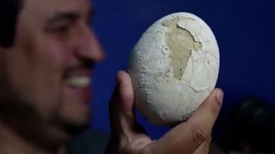 Streaming del Conicet: encontraron un huevo de dinosaurio carnívoro en la Patagonia