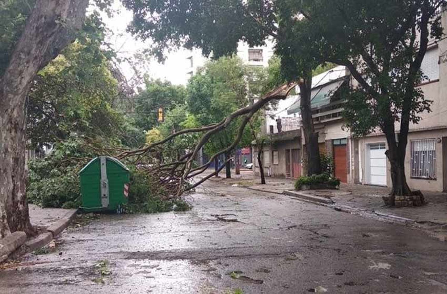 Clima en Rosario: preocupación por fuertes vientos que podrían ocasionar caída de árboles