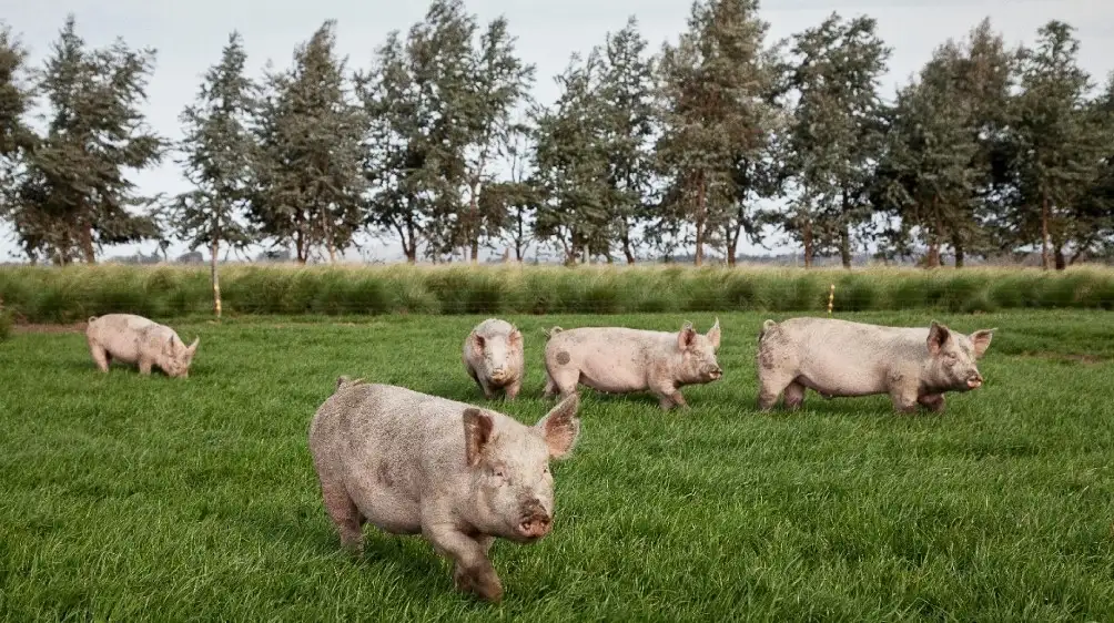 La triquinosis es una enfermedad parasitaria que se transmite por la ingestión de carne o derivados cárnicos crudos o mal cocidos que contengan larvas viables.