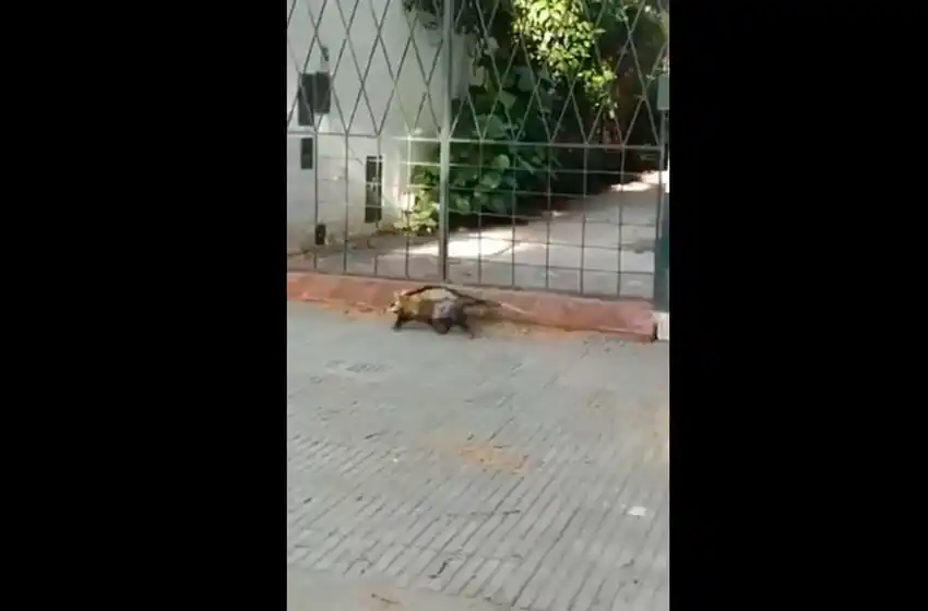 Misma zona, distinto animal: apareció una zarigüeya en el mismo lugar que el ciervo